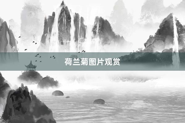 荷兰菊图片观赏